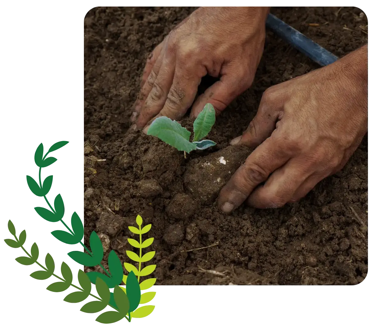 US Seeds Source Banner About Us